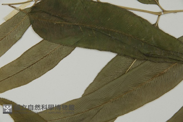 華鳳丫蕨藏品圖，第5張