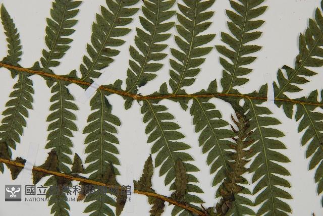 假桫欏藏品圖，第5張