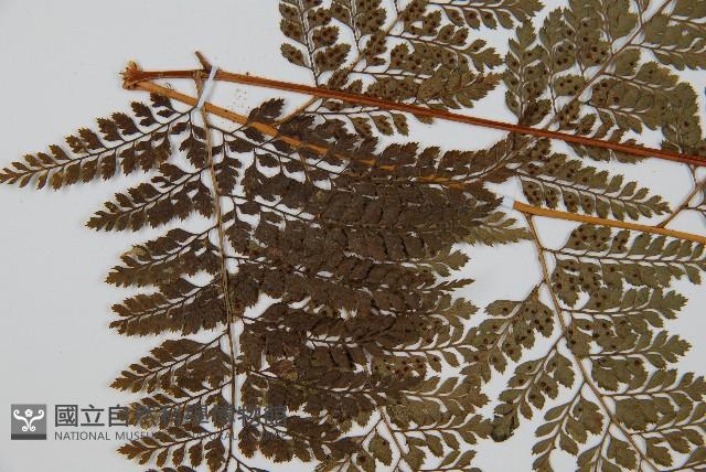 臺灣兩面複葉耳蕨藏品圖，第5張