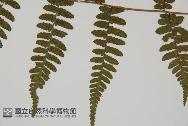 阿里山蹄蓋蕨藏品圖，第5張