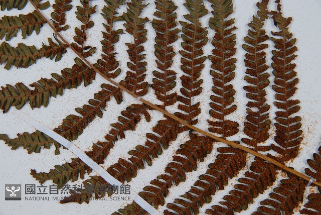 南洋桫欏藏品圖，第8張