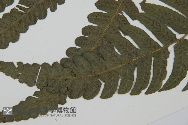毛柄短腸蕨藏品圖，第5張