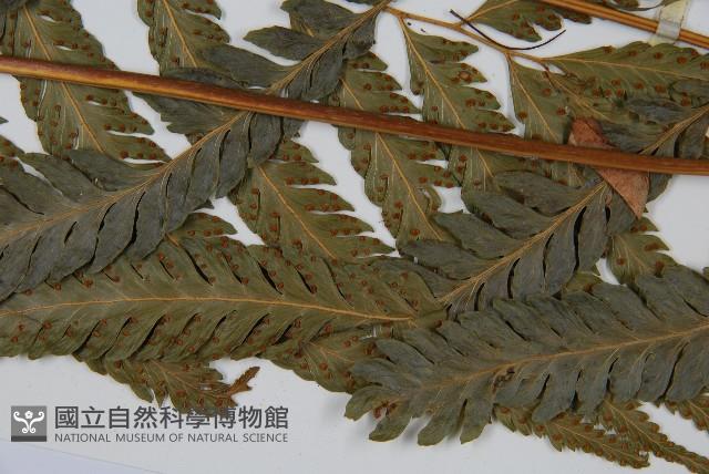 羽葉鱗蓋蕨藏品圖，第8張