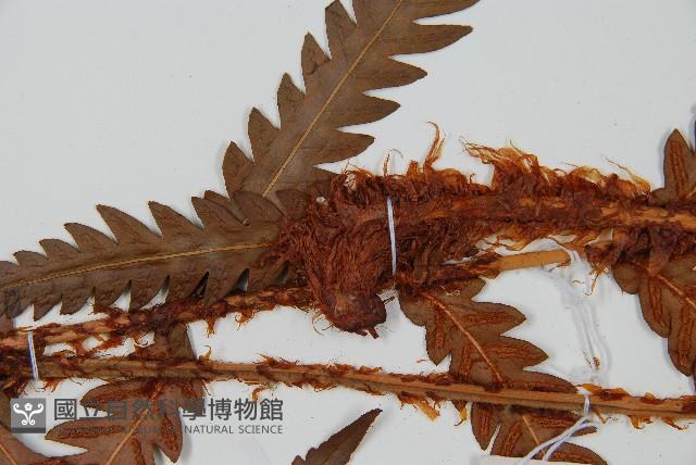 日本狗脊蕨藏品圖，第5張