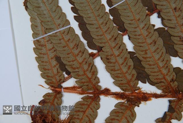 日本狗脊蕨藏品圖，第5張