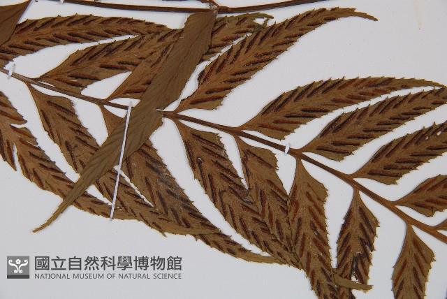 萊氏鐵角蕨藏品圖，第5張