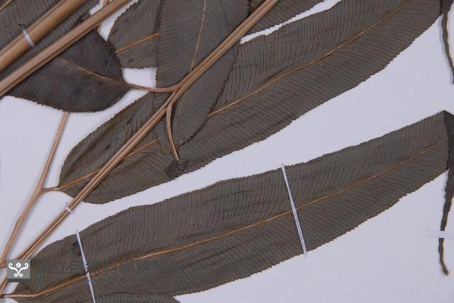 華鳳丫蕨藏品圖，第5張