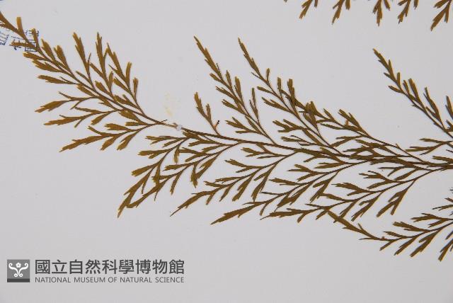 威氏鐵角蕨藏品圖，第5張