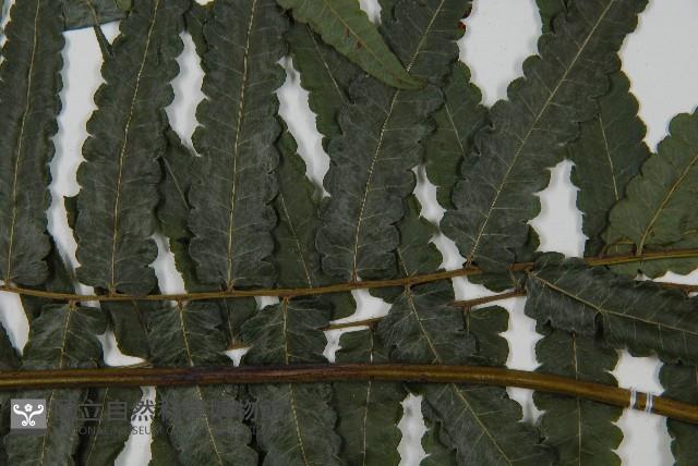 毛柄短腸蕨藏品圖，第5張