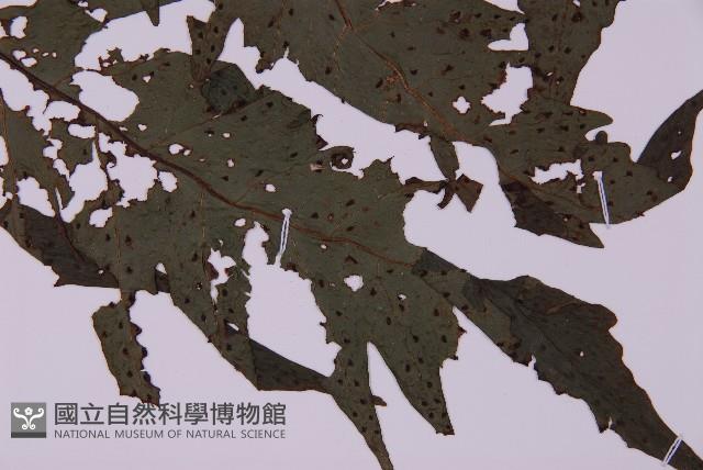 雲南三叉蕨藏品圖，第5張