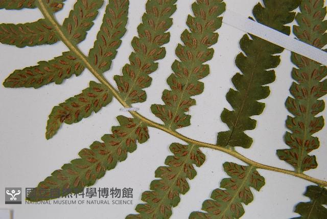 東洋蹄蓋蕨藏品圖，第5張