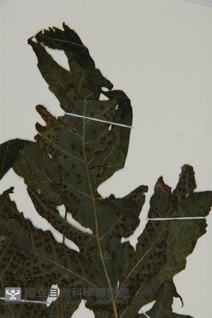 三叉蕨藏品圖，第5張