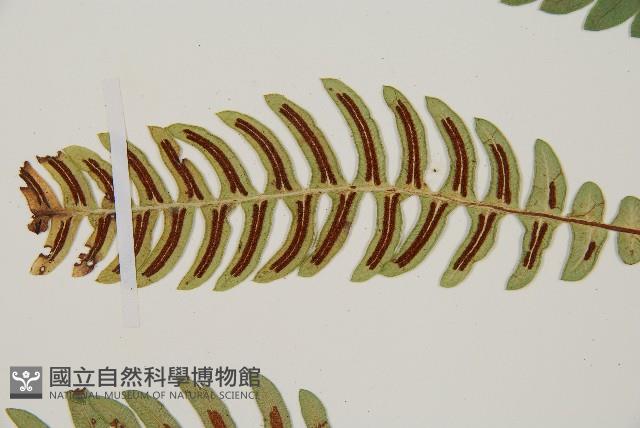 雉尾烏毛蕨藏品圖，第5張