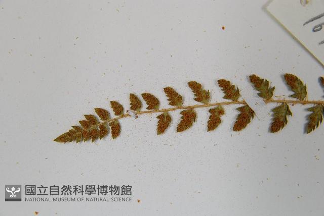 登錄號:P011771藏品圖，第5張