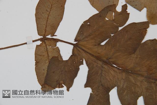 登錄號:P004771藏品圖，第5張