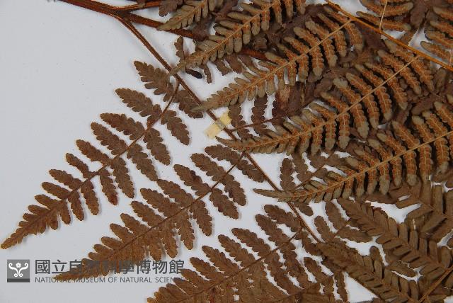 姬蕨藏品圖，第8張