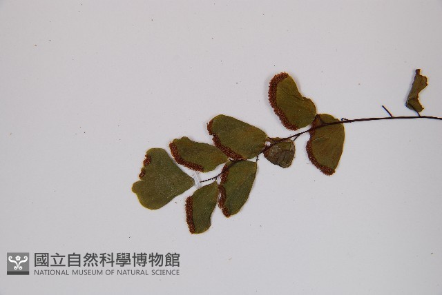 團羽鐵線蕨、團葉鐵線蕨、對葉鐵線蕨藏品圖，第5張