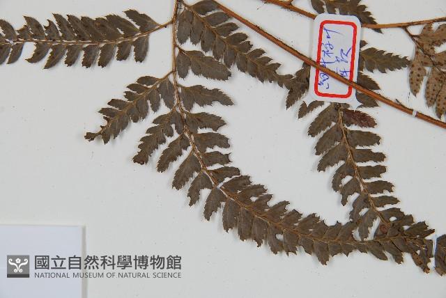 細葉複葉耳蕨藏品圖，第5張