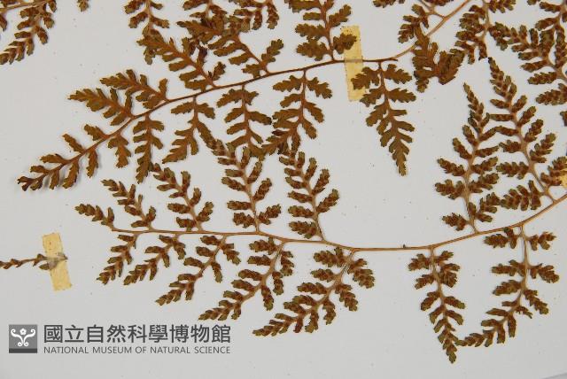 亞德氏蹄蓋蕨、假冷蕨藏品圖，第8張