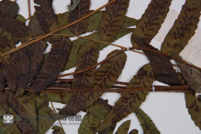 江南短腸蕨藏品圖，第5張