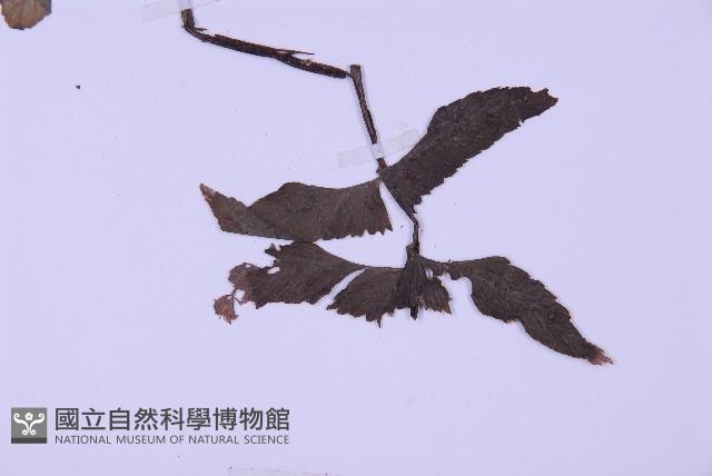 綠柄剪葉鐵角蕨藏品圖，第5張