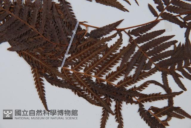 金狗毛蕨藏品圖，第4張