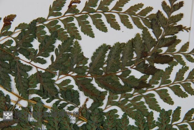 山蹄蓋蕨藏品圖，第5張