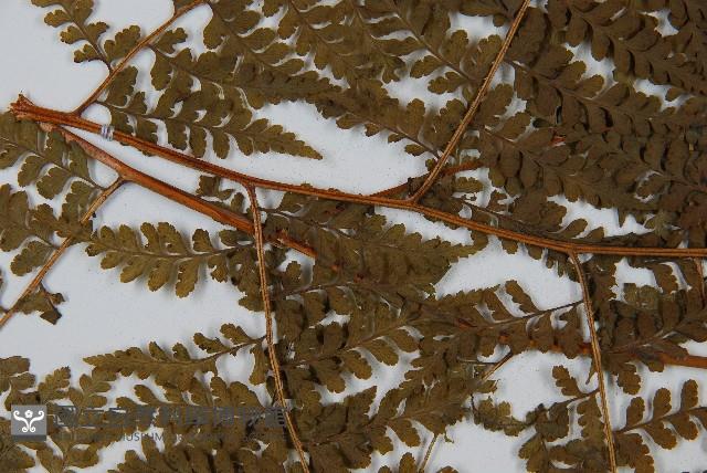 刺柄碗蕨藏品圖，第5張