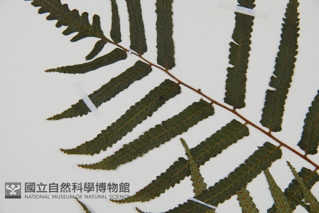 台灣樹蕨藏品圖，第5張