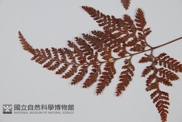 杯狀蓋陰石蕨藏品圖，第5張