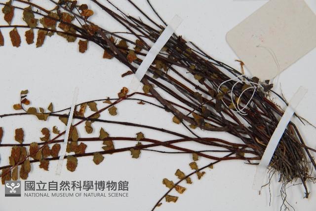 鐵角蕨藏品圖，第5張