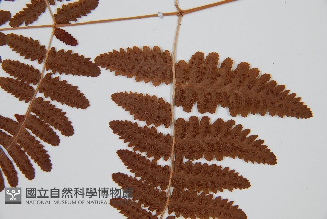 密腺羽節蕨藏品圖，第8張