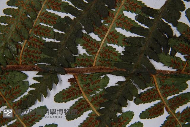 登錄號:P003871藏品圖，第5張