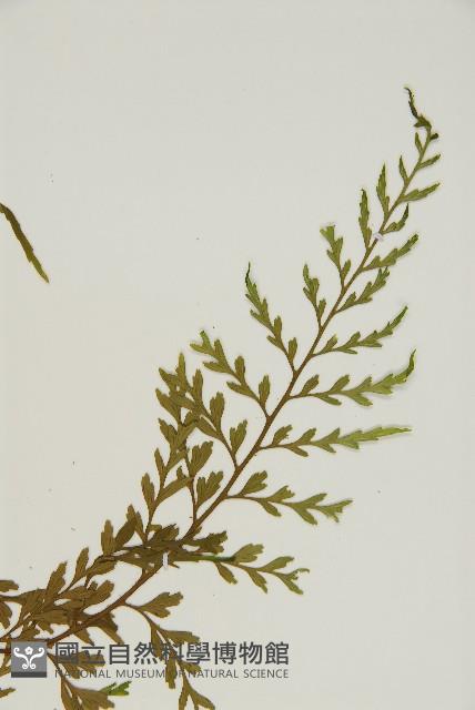 大黑柄鐵角蕨、黃鱗鐵角蕨、大羽鐵角蕨藏品圖，第5張