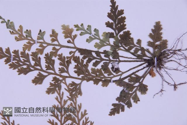 尖葉鐵角蕨藏品圖，第5張
