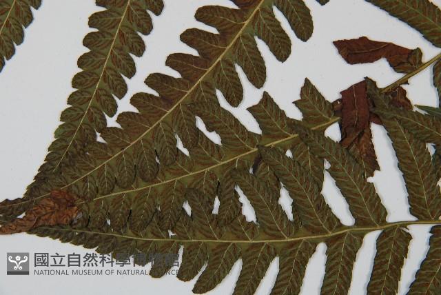 毛柄短腸蕨藏品圖，第5張