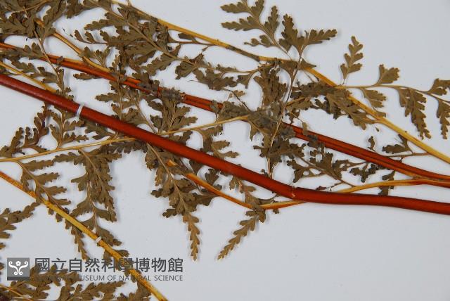 光葉碗蕨藏品圖，第5張