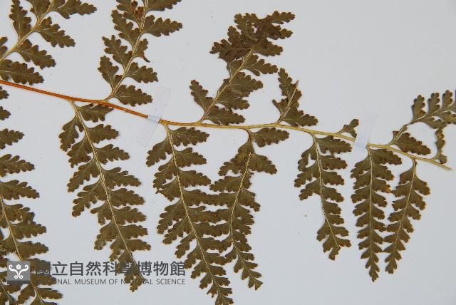 碗蕨藏品圖，第4張