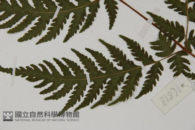 薄葉三叉蕨藏品圖，第5張