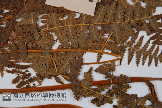 姬蕨藏品圖，第5張