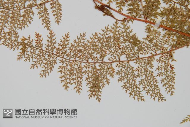 台灣小膜蓋蕨藏品圖，第7張