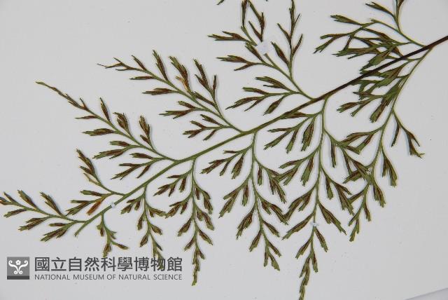 威氏鐵角蕨藏品圖，第5張