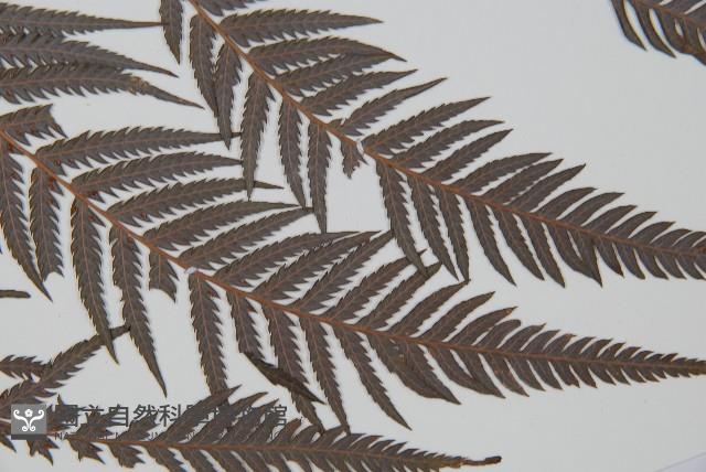 臺灣金狗毛蕨藏品圖，第4張