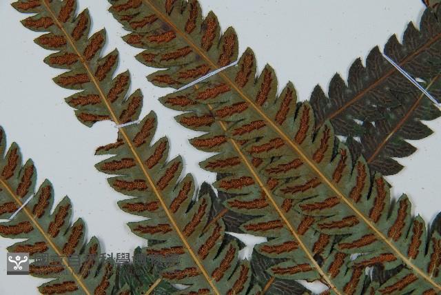 日本狗脊蕨藏品圖，第5張