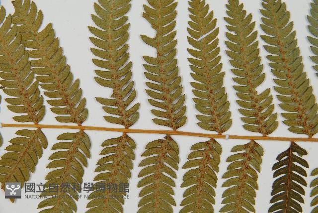 台灣桫欏藏品圖，第4張