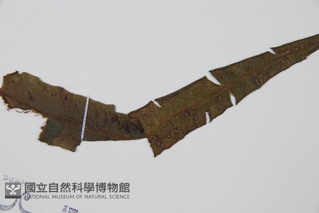 單葉雙蓋蕨藏品圖，第5張