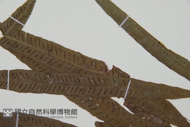 單葉雙蓋蕨藏品圖，第5張