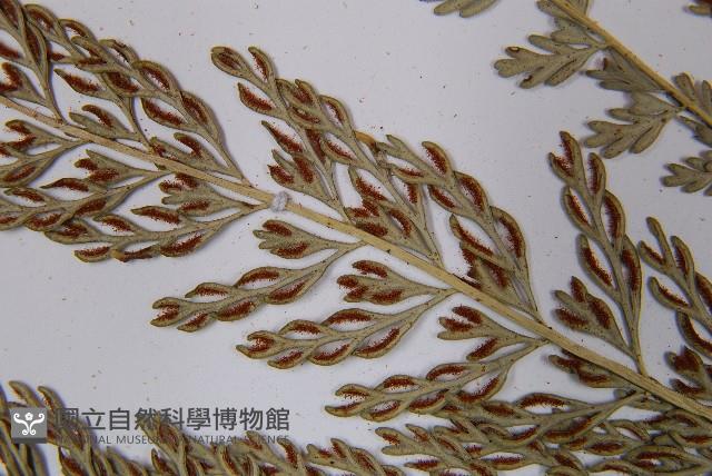 長生鐵角蕨藏品圖，第5張