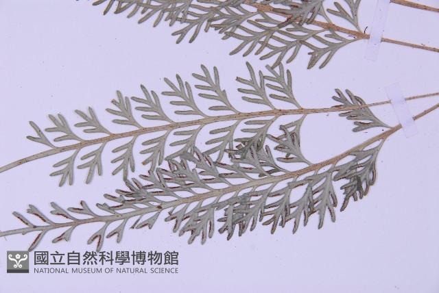 長生鐵角蕨藏品圖，第1張