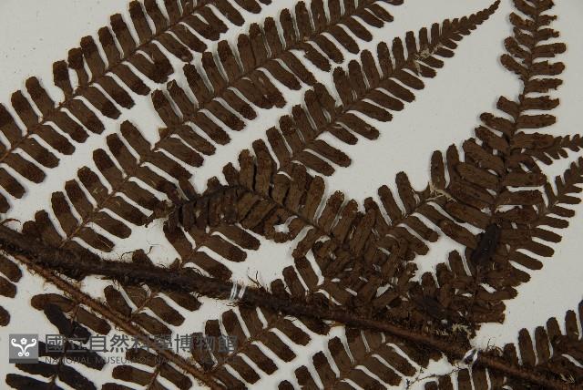 頂囊肋毛蕨藏品圖，第5張